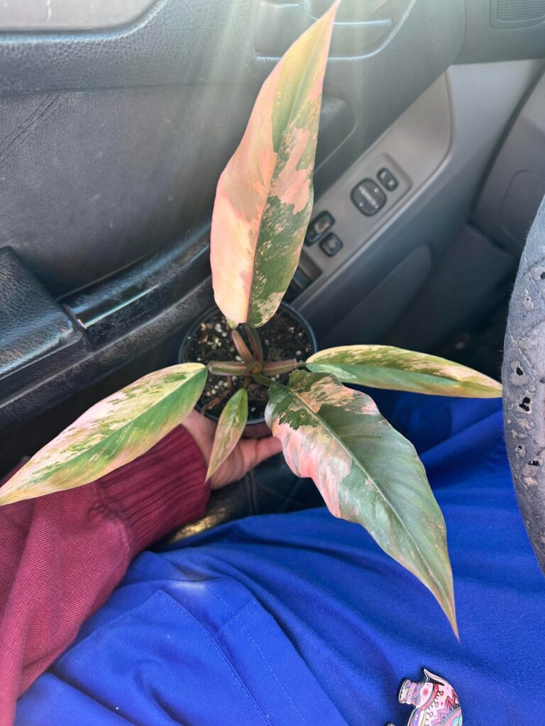 Another wishlist plant checked off the never ending list ✨