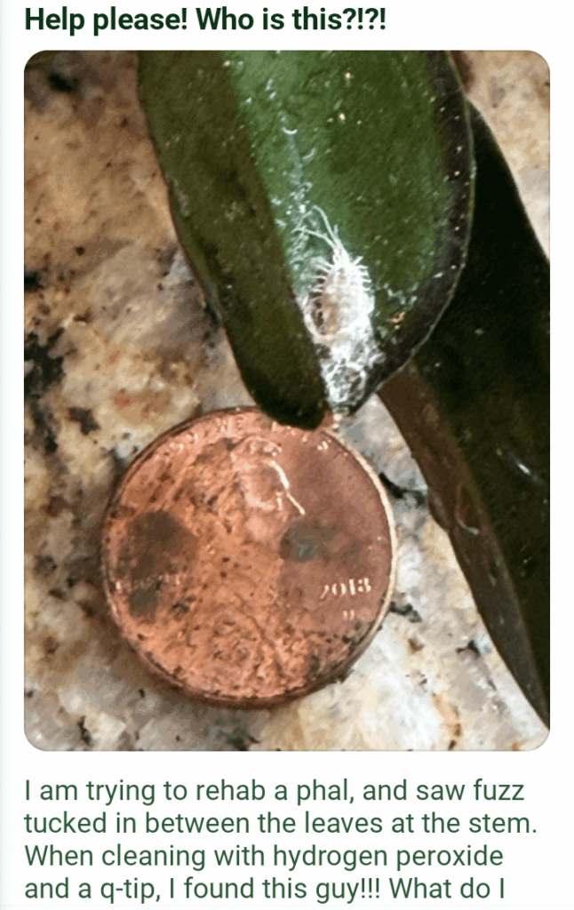 What should I name him?