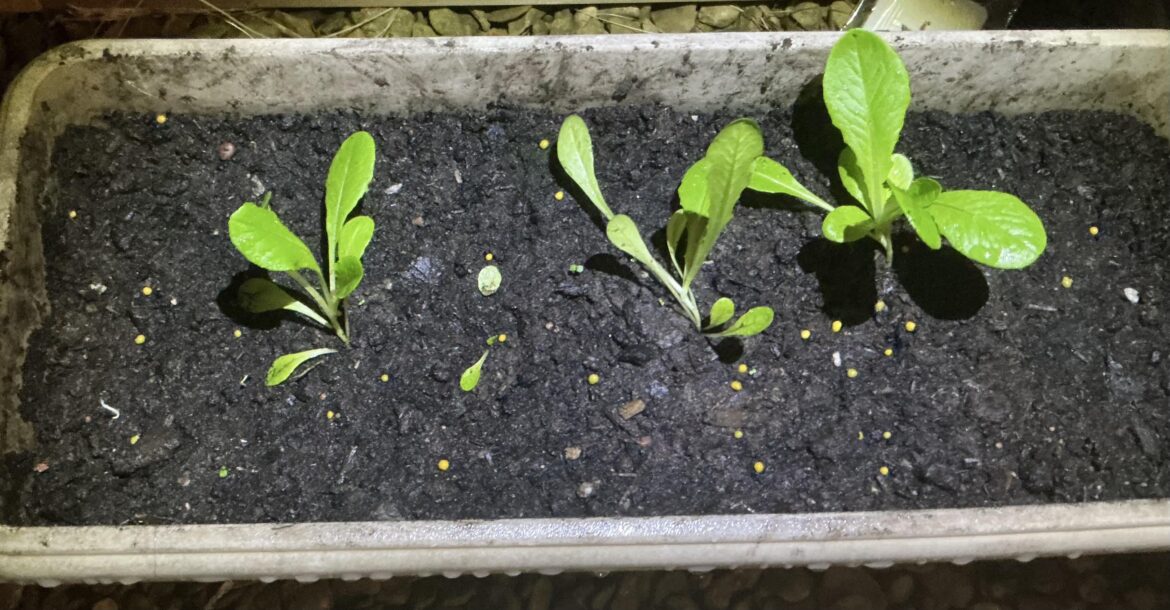 My lettuce plants’ stems aren’t very strong and are falling over. Any solutions or ideas why?