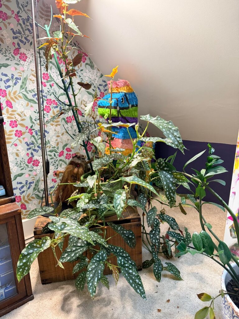 Do you repot “out of season”? Do you repot “out of season”?