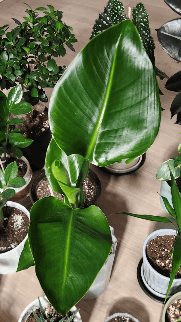 My monstera won't fenestrate