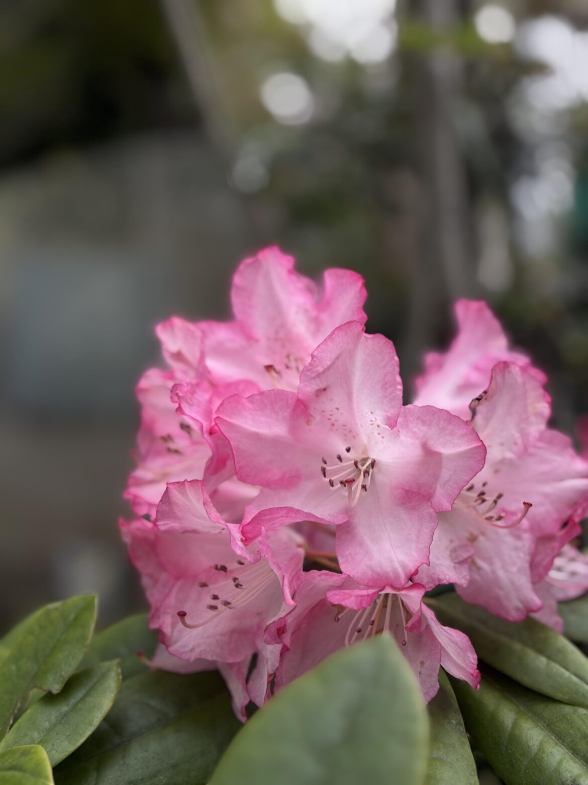 🌸 Don’t know what these are but they’re pretty 🥹💖