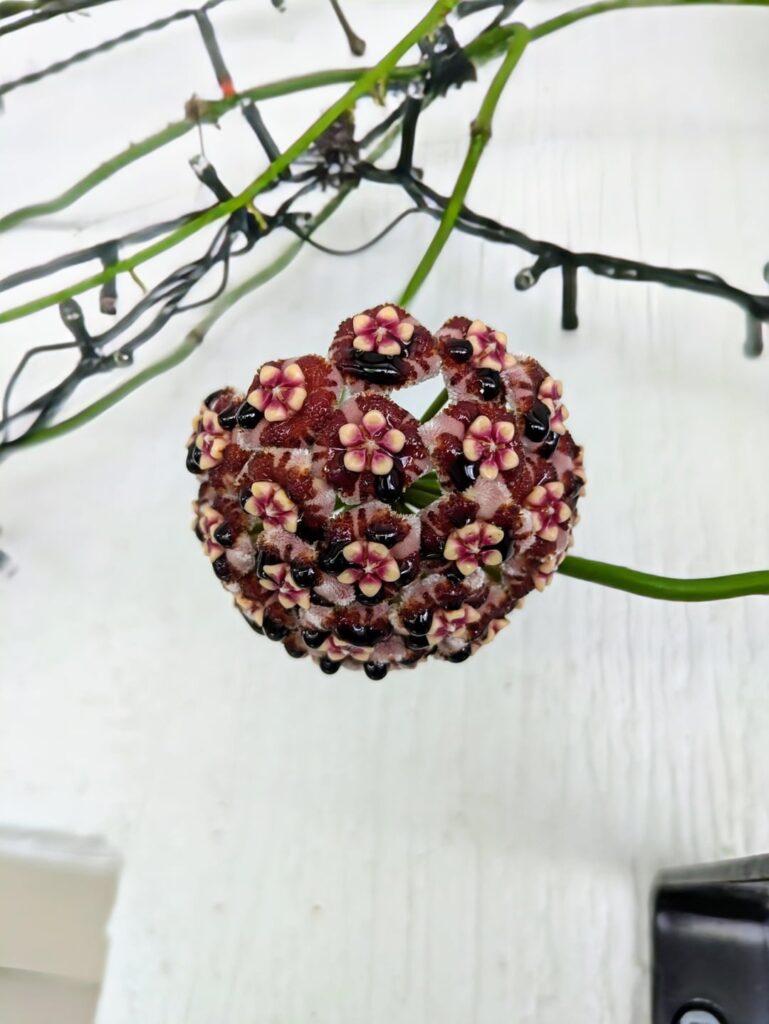 MELIFLUA - Oldest & Newest Bloom.