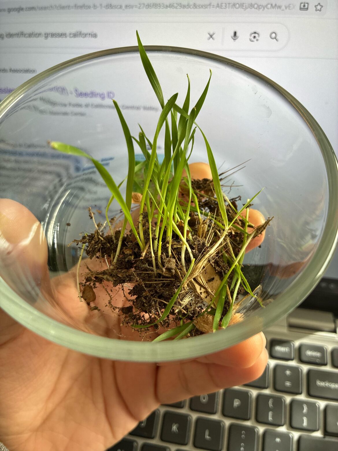 what grass/weed is this?