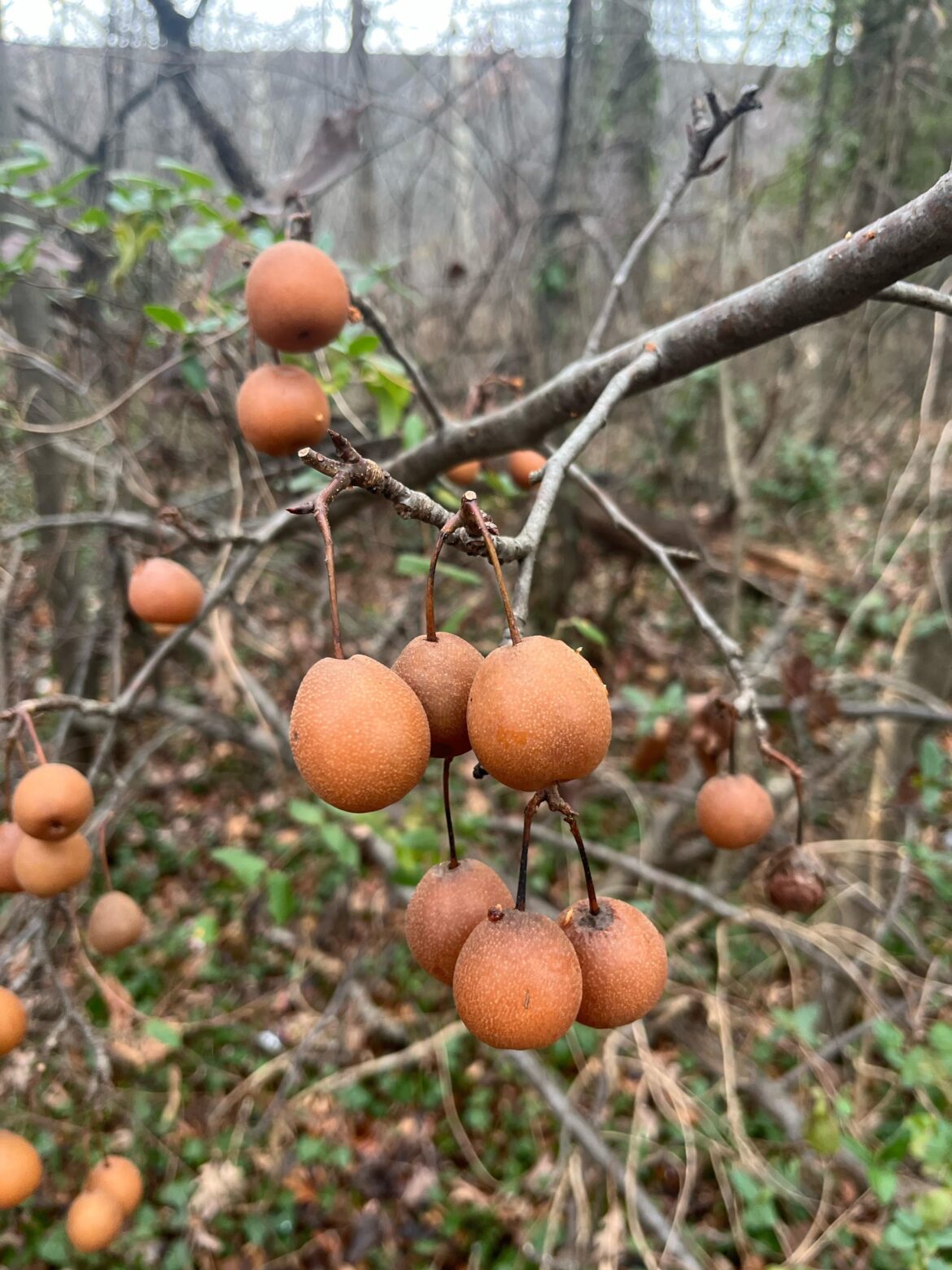 What’s this fruit(Washington)