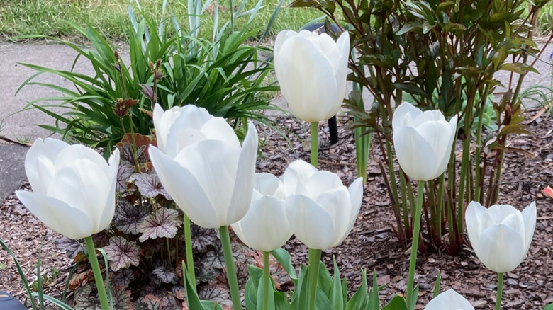 Salmon-colored 'Temple of Beauty' tulips in garden