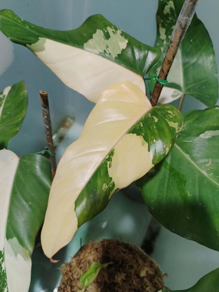 Philodendron Dark Lord Variegated