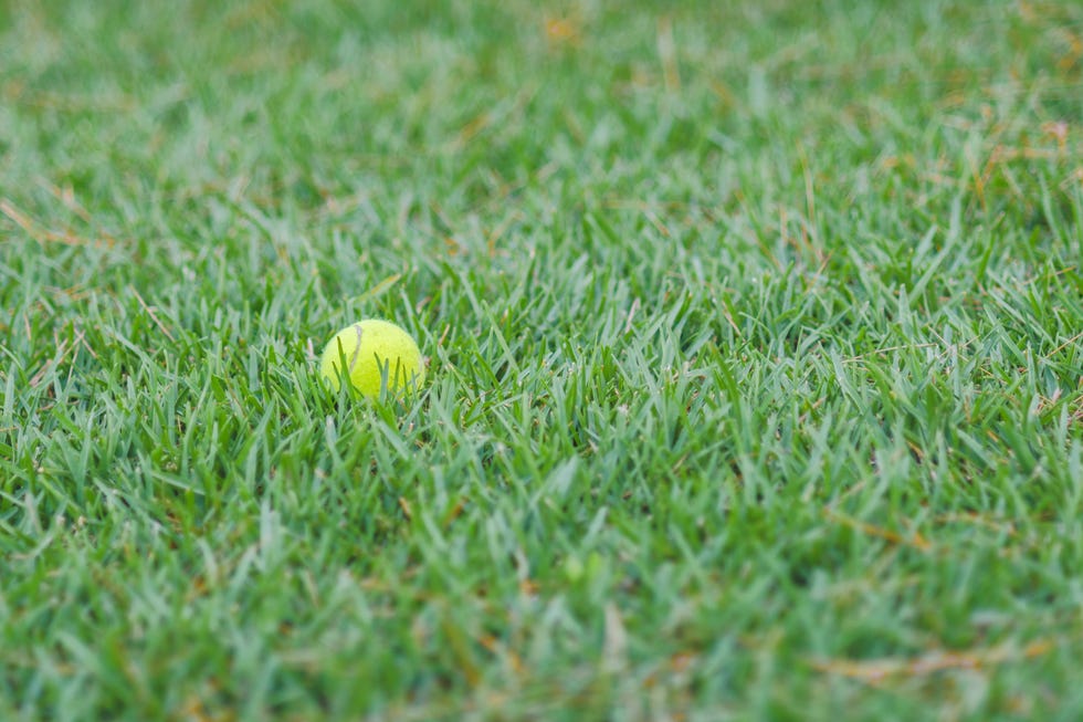 a tennis ball lying on the lawn of the garden a tennis ball lying on the lawn of the garden