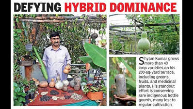 Terrace gardener revives indigenous vegetable varieties in Vijayawada