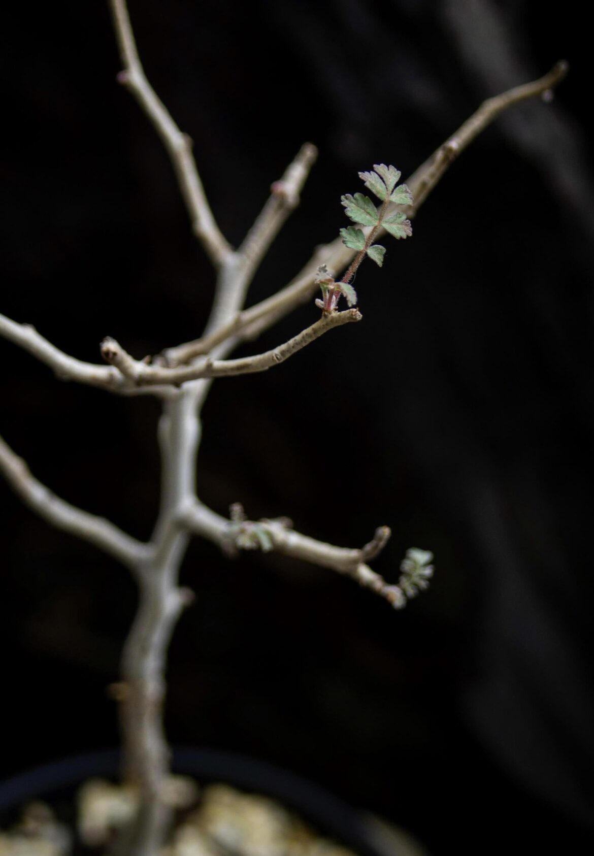 Pachycormus has slow leaf growth
