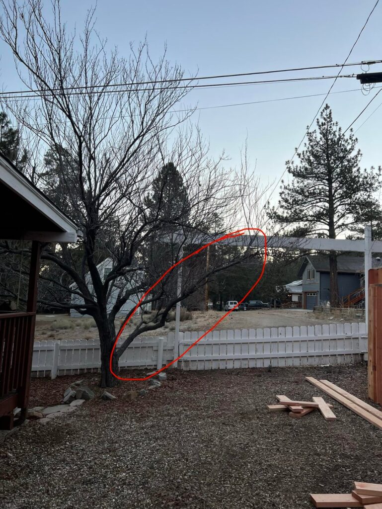 Help with tree at new home