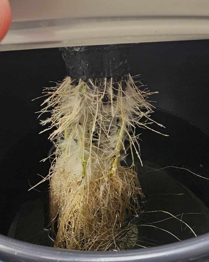 Issues with micro tomatoes in grow tent