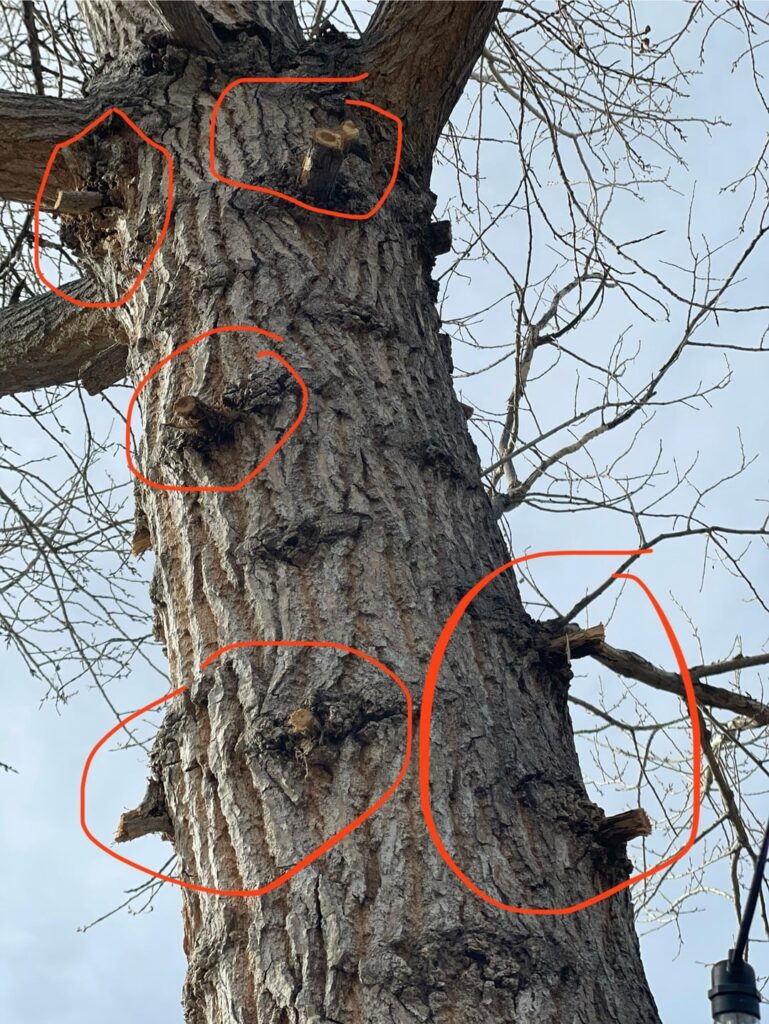 Stubs on Cottonwood after trimming