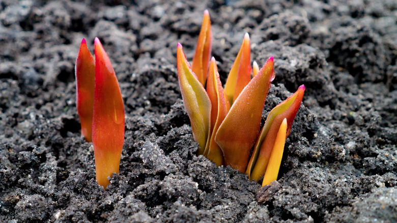Tulips sprouting from bulbs in dark, loamy soil.