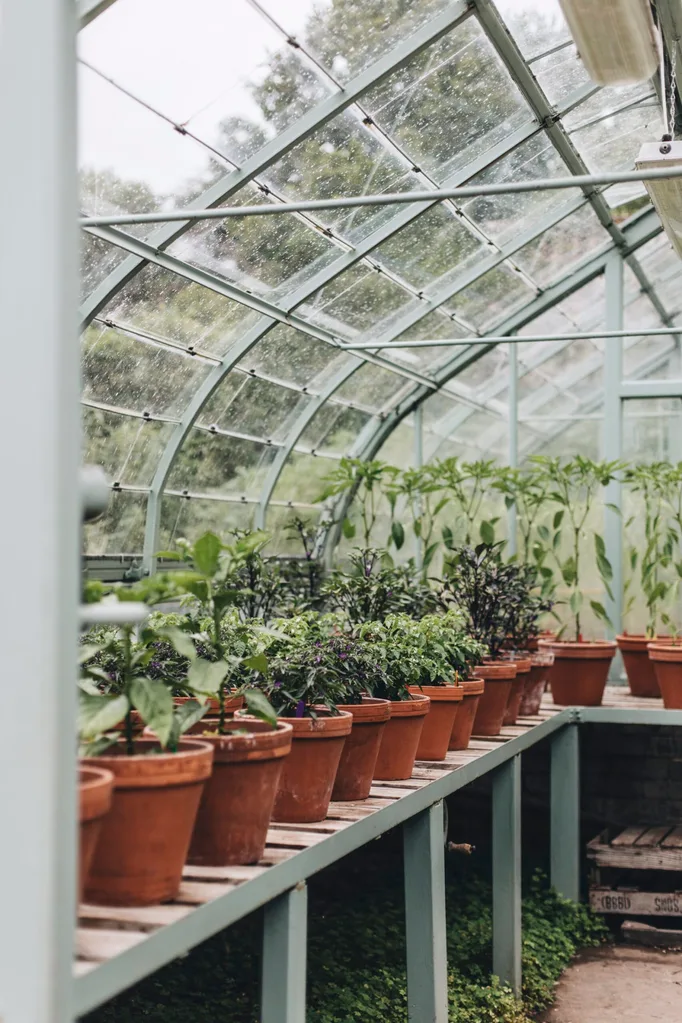Terracotta pots inside a greenhouse