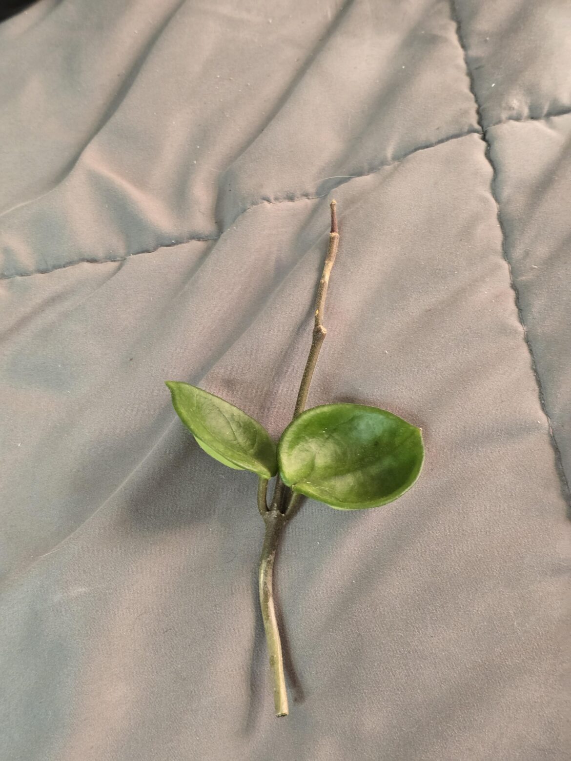 Hoya Propagation