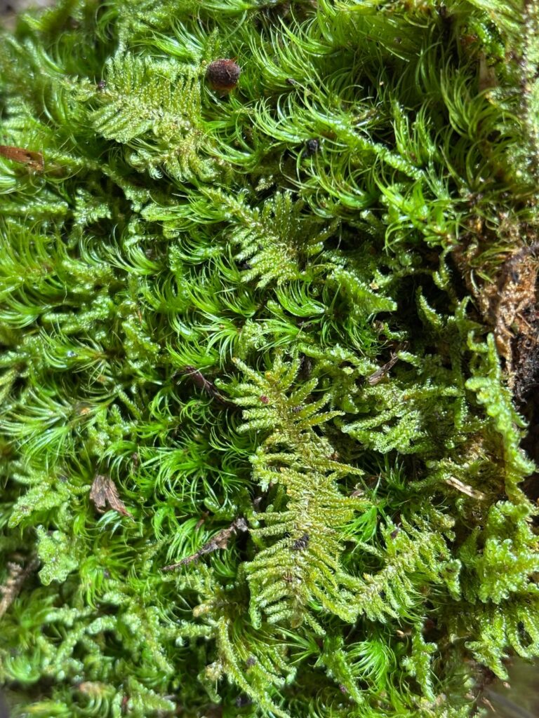 Moss ID and care