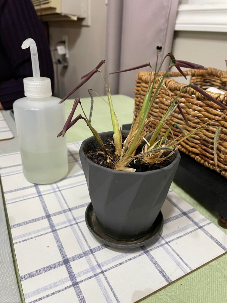 Help! I got my mum to look after this plant for three months while I was out of the country, and came back to this