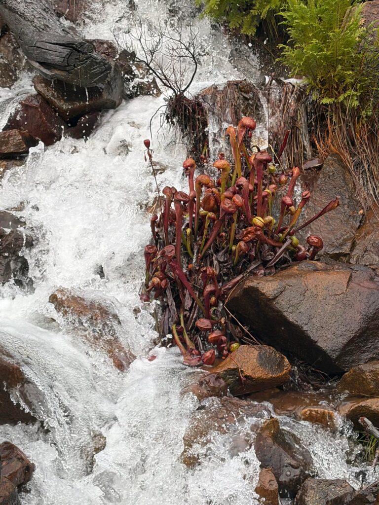 Kooky cobras Kooky cobras