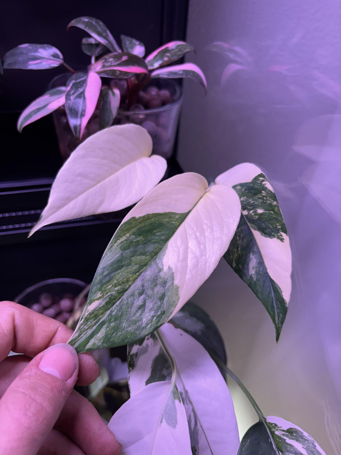 This variegation 👀
