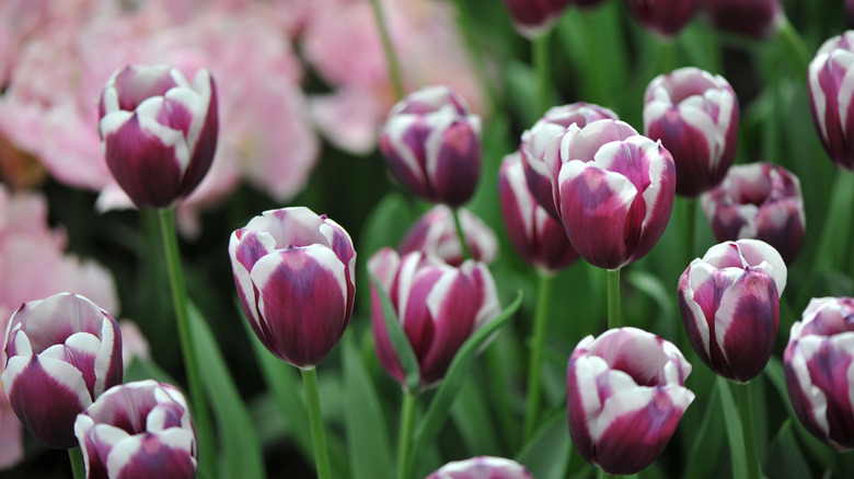 Dark purple and white 'Tiramisu' tulips in garden
