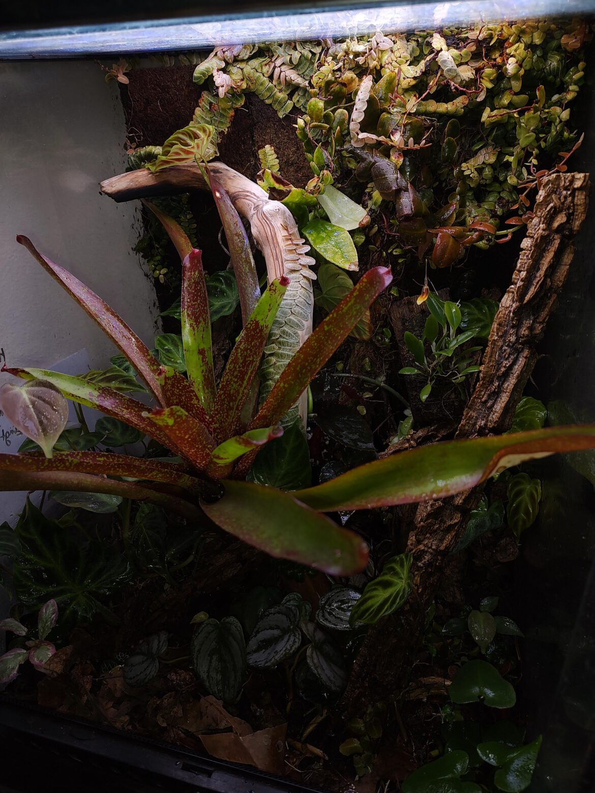 Vivarium in happy mode