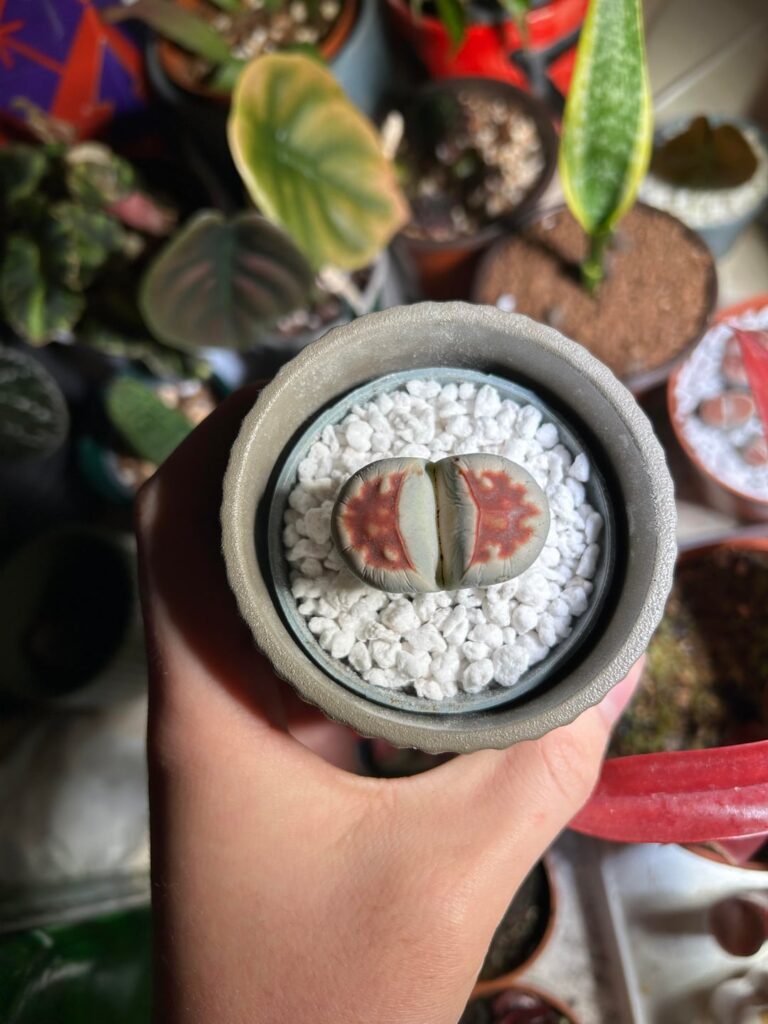 Should I water if I just repotted? Should I water if I just repotted?