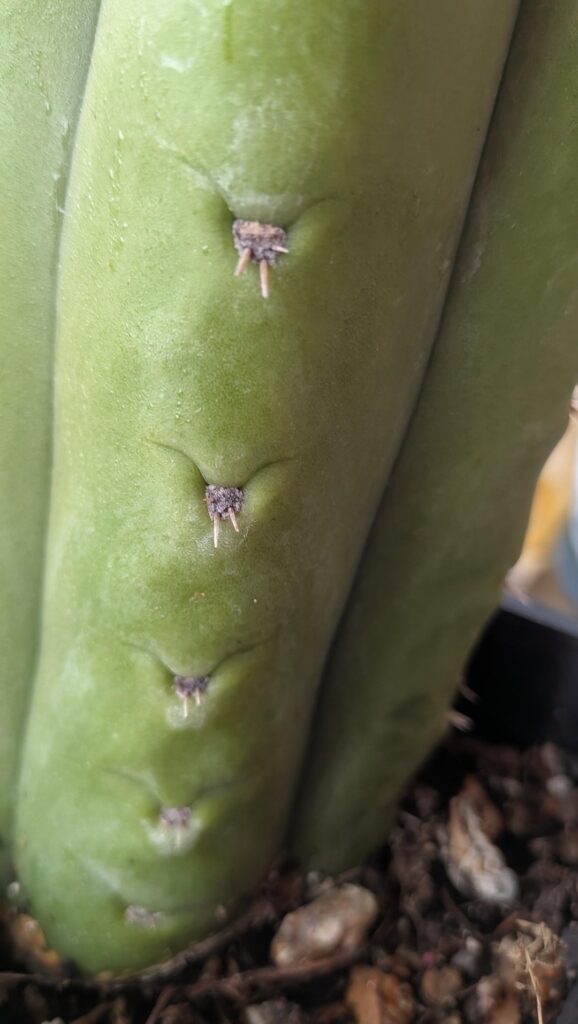 Spiky Volta