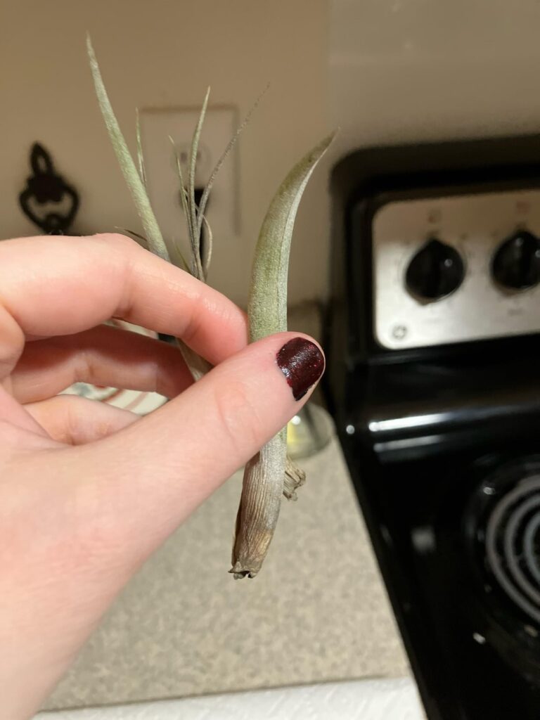 My wife’s air plant needs some help