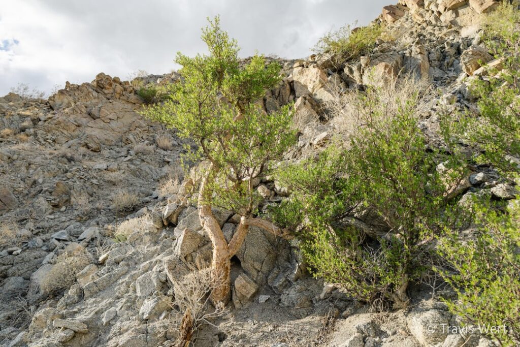Bursera Mycrophylla in SoCal