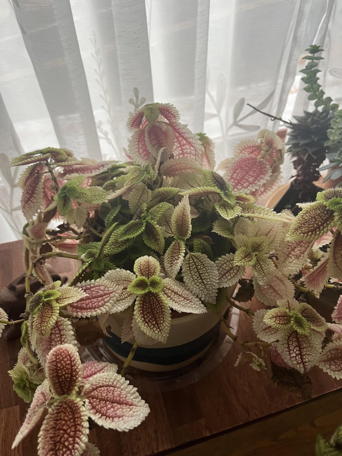 Help with unhappy plant