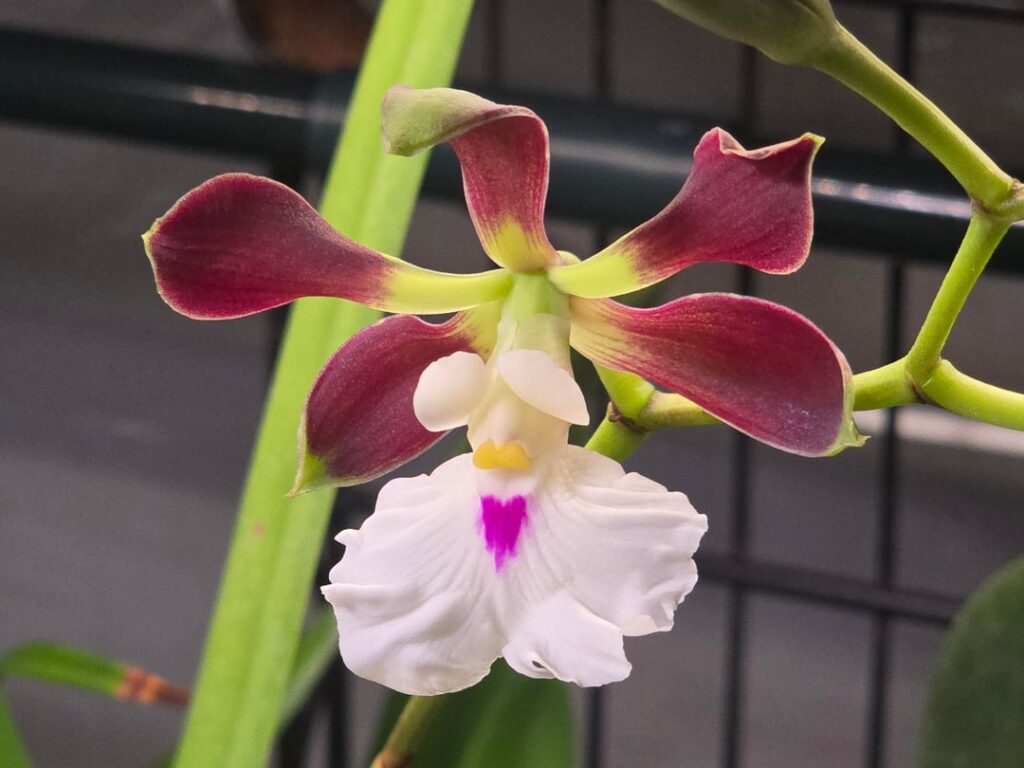 Merry Christmas to me