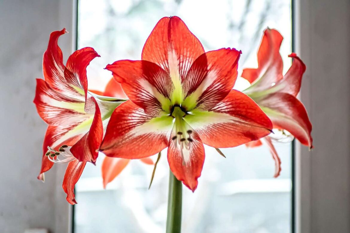 When to Cut Back Amaryllis Leaves, According to Experts When to Cut Back Amaryllis Leaves, According to Experts