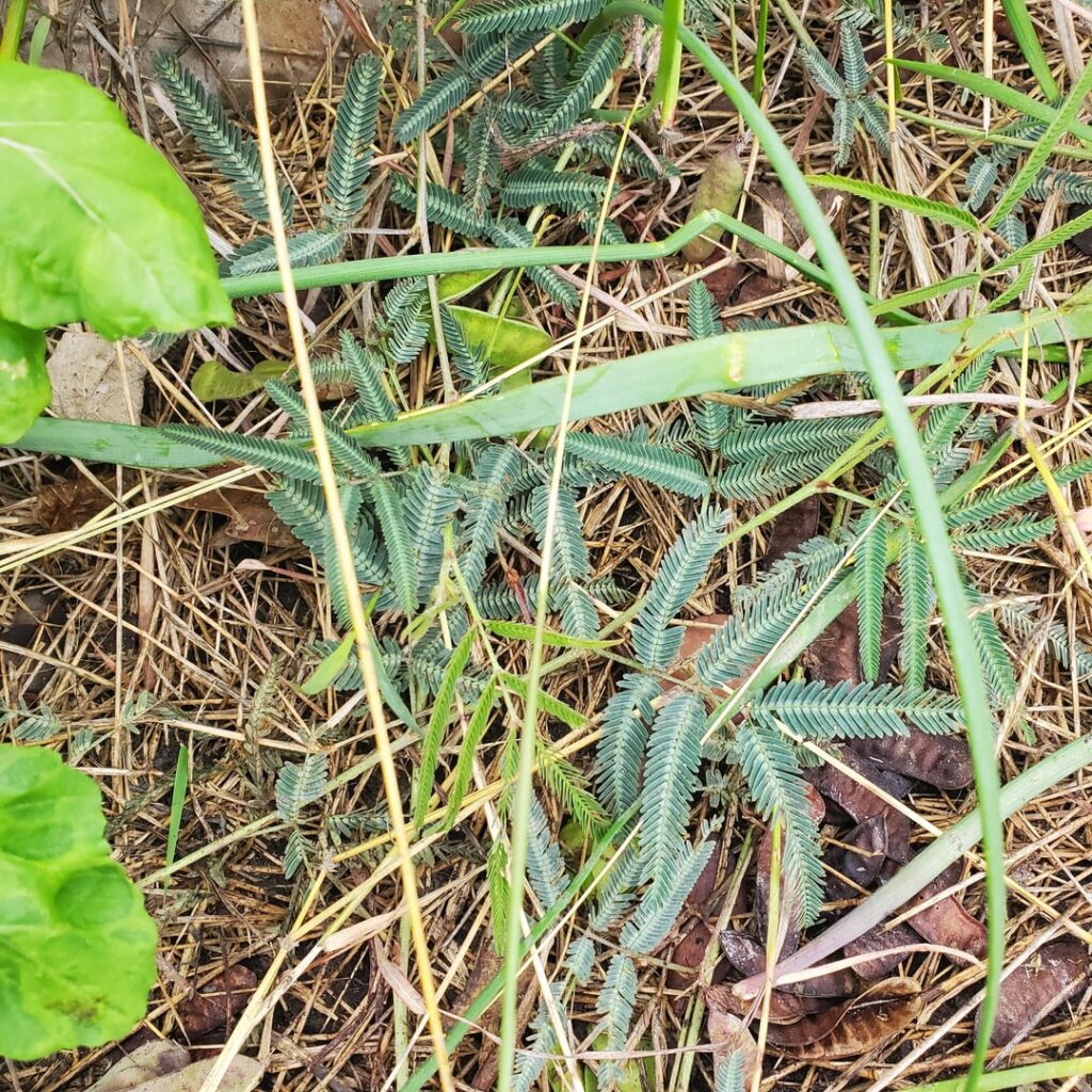 Random peas (?) in the garden Random peas (?) in the garden
