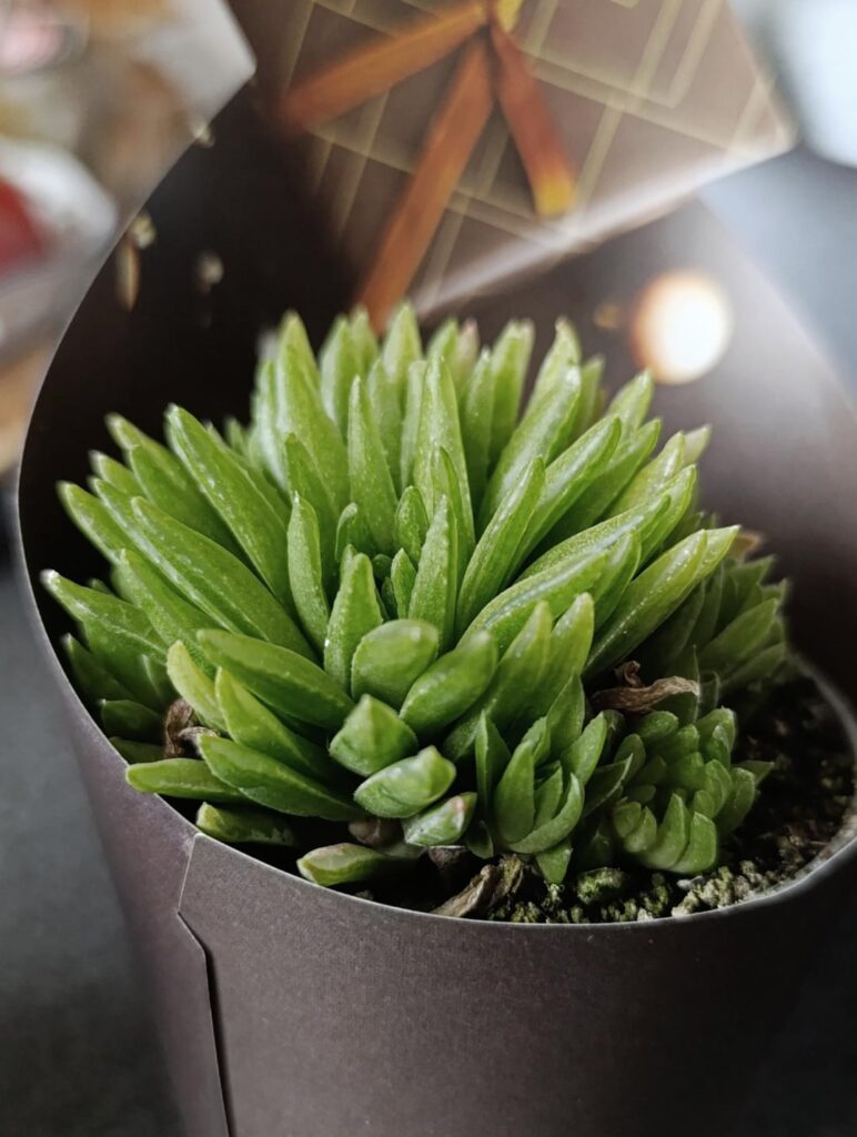 What did I bring home today? 🌱