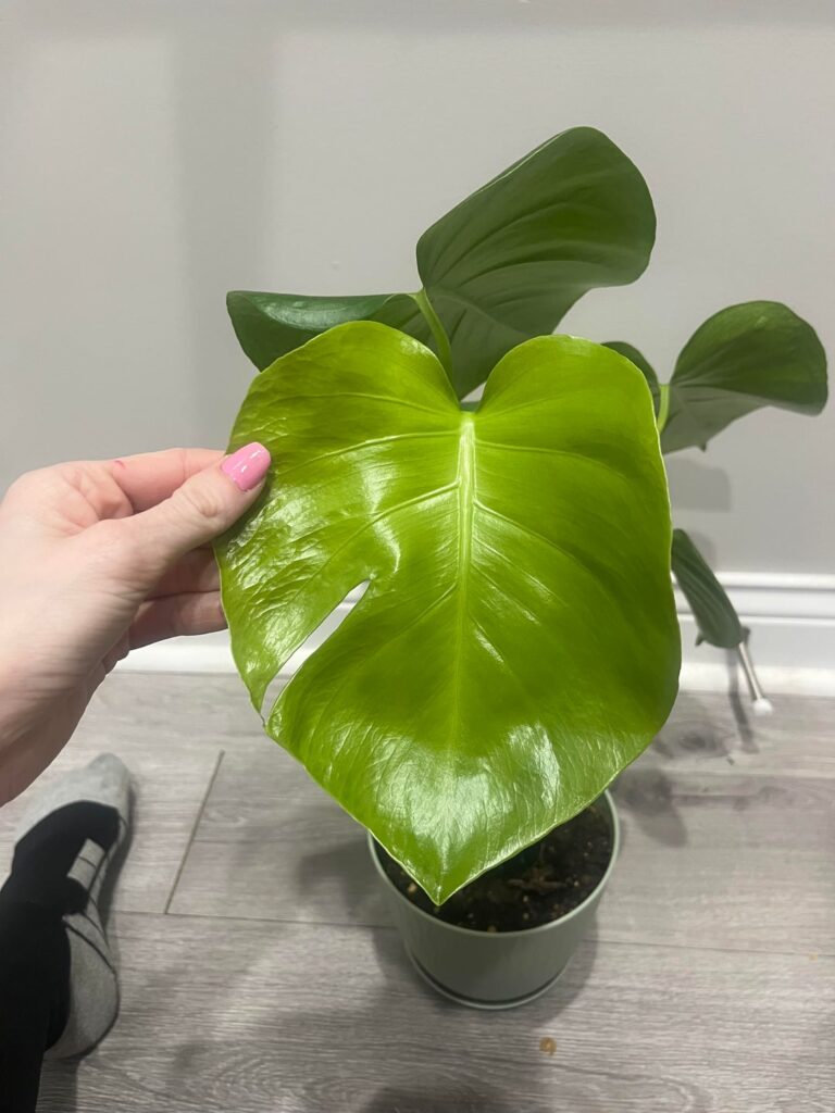 Does this count as my first fenestration 🥲