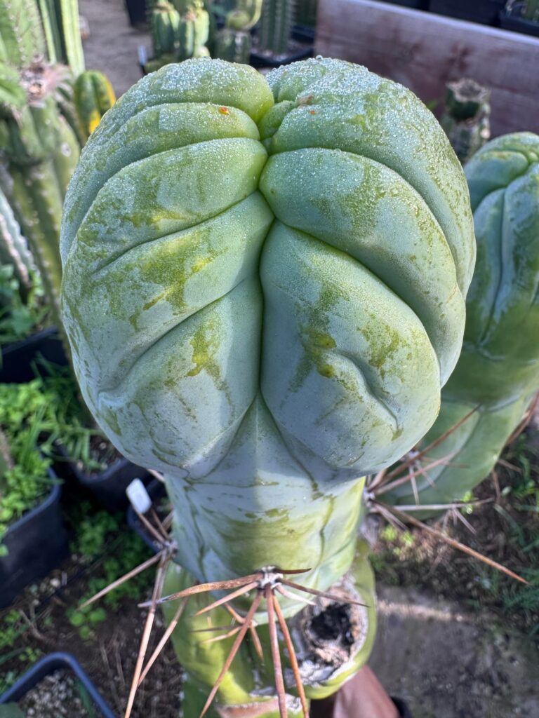 Bulbous, fattest or tallest Run Amok?