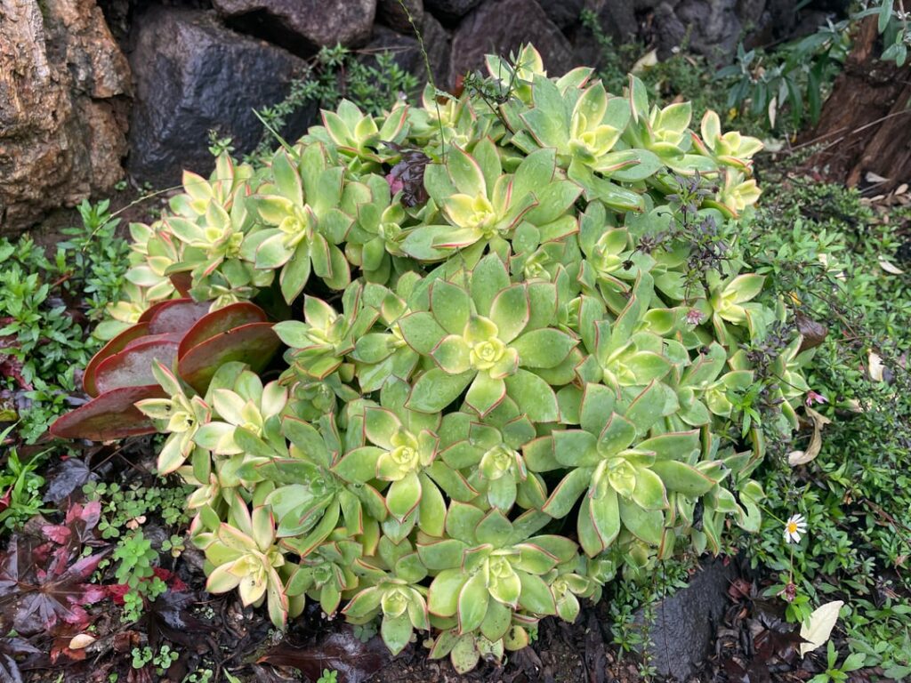 California is Magical