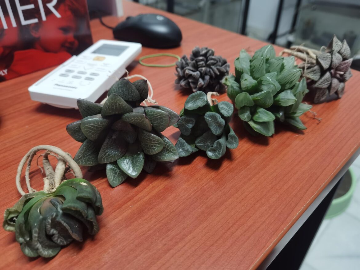 New plants on New Year's Eve.