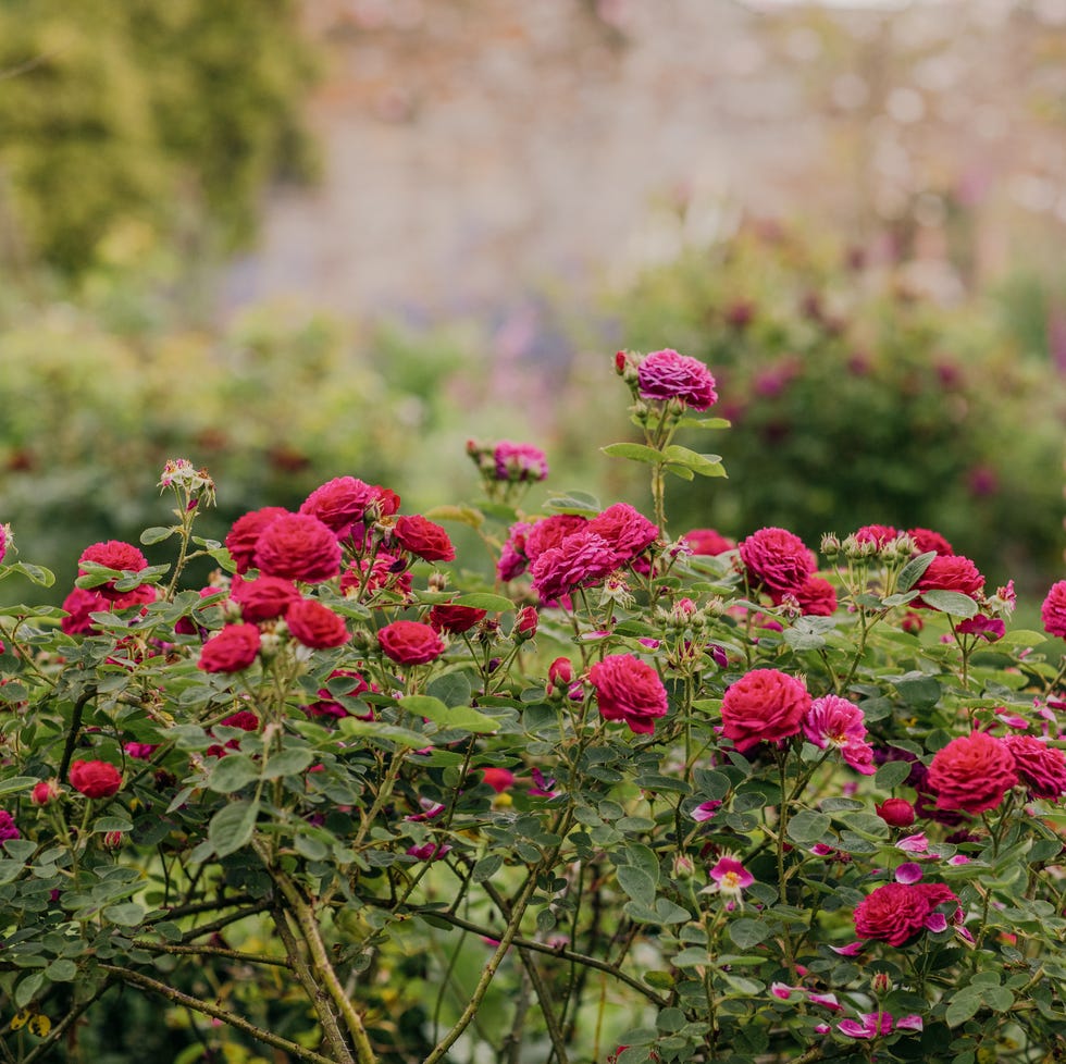 Sissinghurst sissinghurst