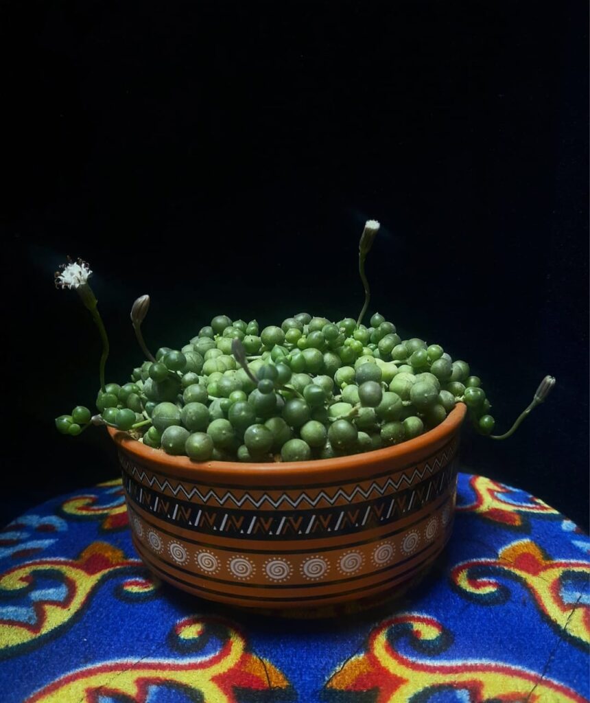 My Proud String of pearls is Finally FLOWERING !!!