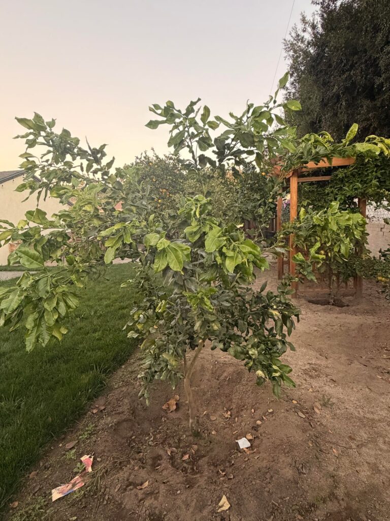 What limbs would you trim on this young pomelo