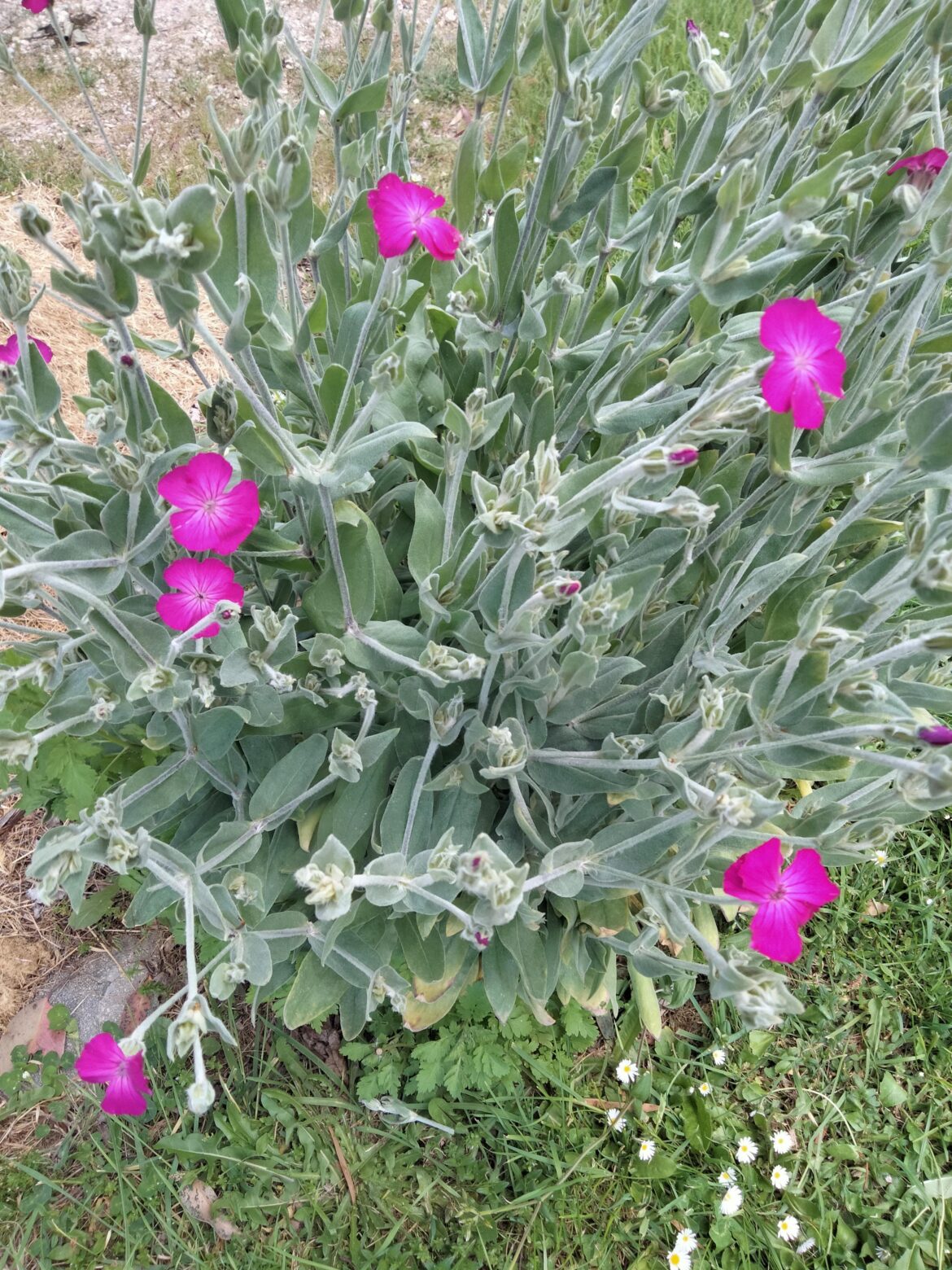 I have no idea what this plant is that has just appeared in my lawn, is itfriend or fire in the garden? I have no idea what this plant is that has just appeared in my lawn, is itfriend or fire in the garden?