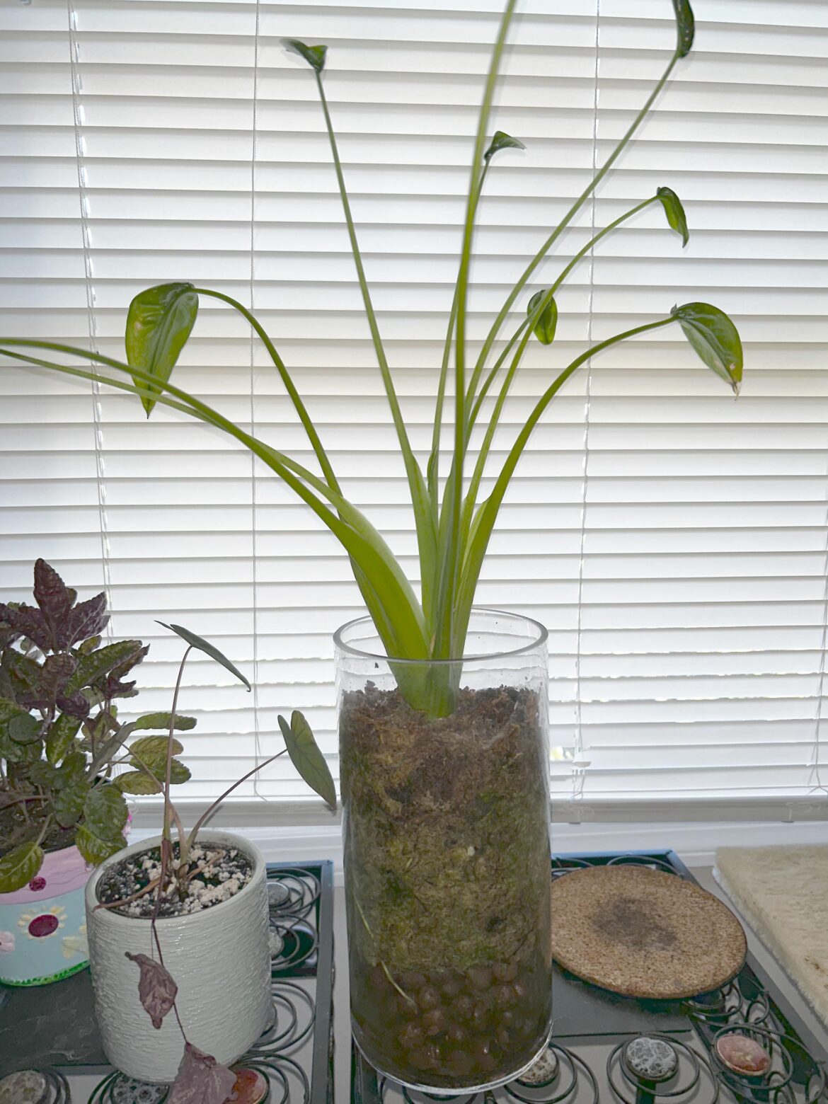 Teeny Tiny Dancer Teeny Tiny Dancer