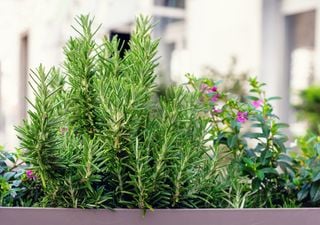 Your balcony can smell like the countryside even during frosts with these 5 Aromatic Plants 