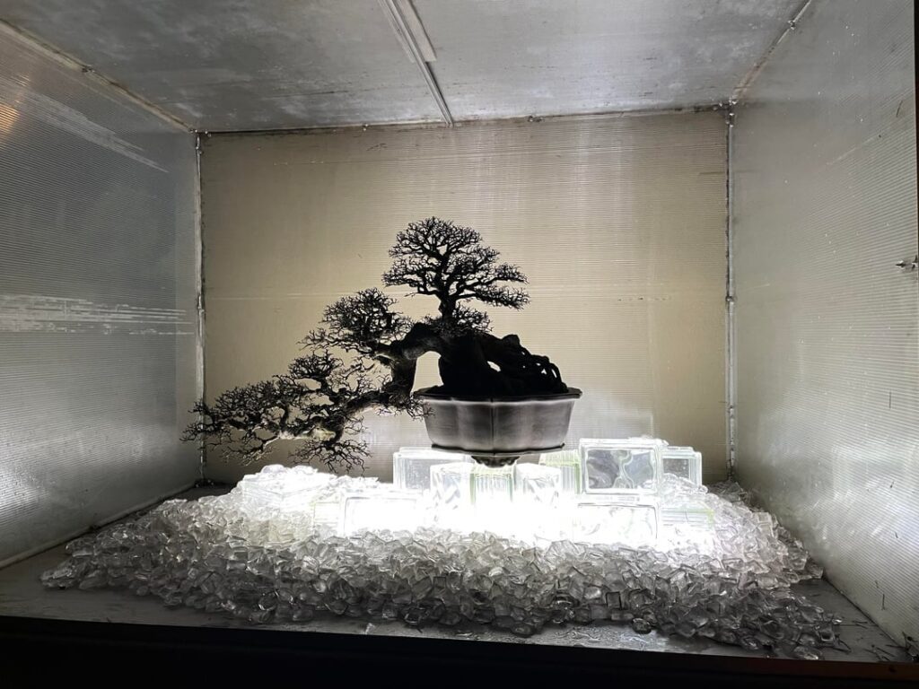 Pacific Bonsai Museum winter solstice lights