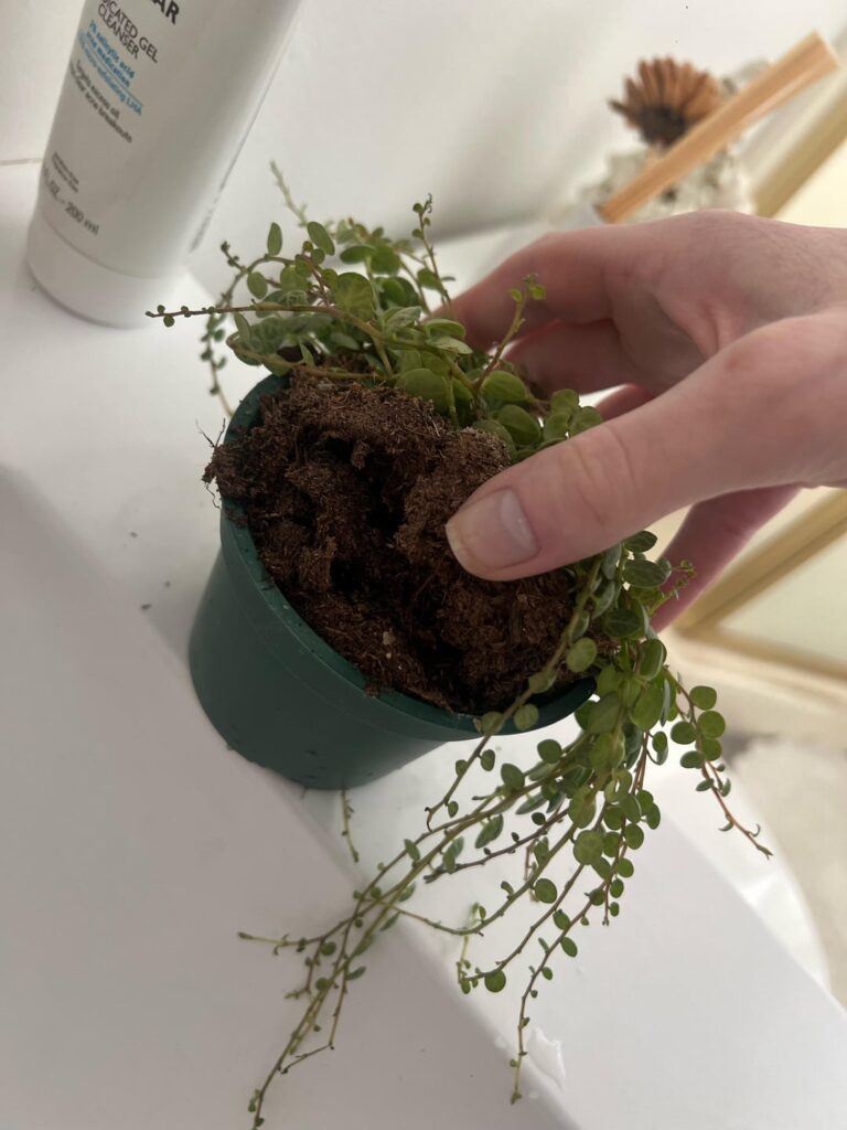 String of turtles repot