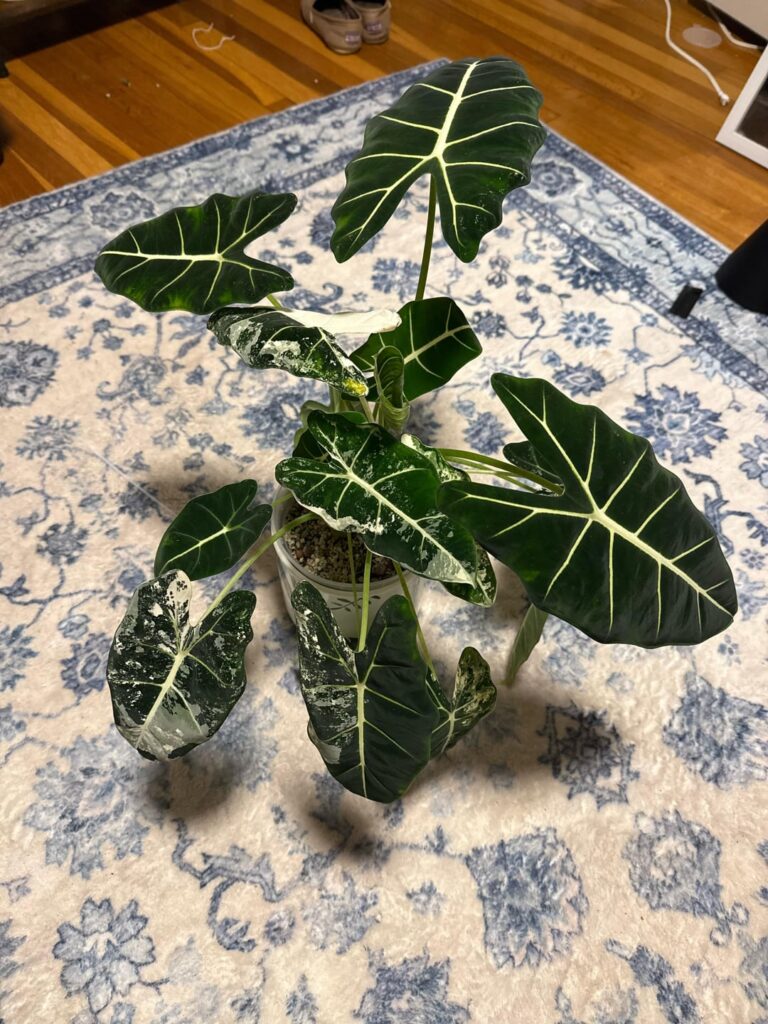 She wont stop growing and i love it