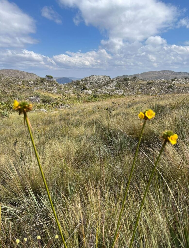 Plant ID? Serra do Cipó national park, Mina’s Gerais, Brazil