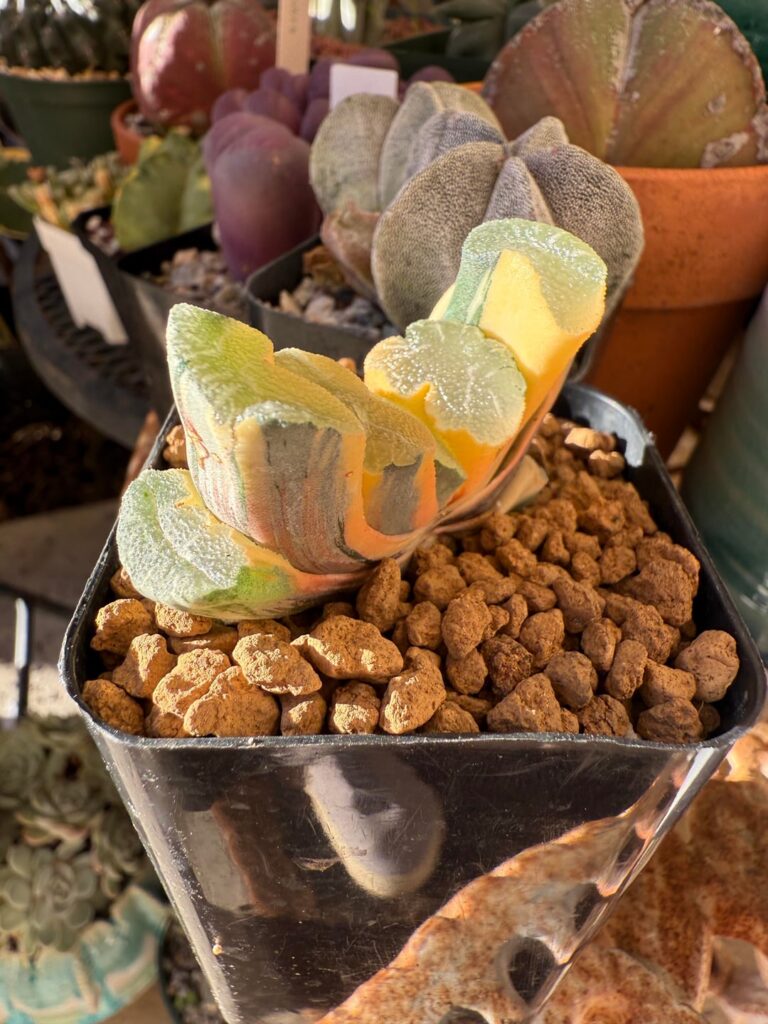 Added a few variegated and other interesting succs to the collection